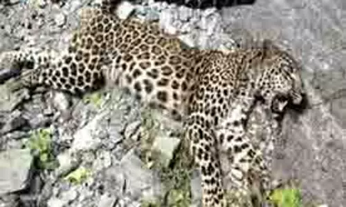 Haldwani: अज्ञात वाहन की चपेट में आने से गुलदार की मौत Haldwani: अज्ञात वाहन की चपेट में आने से गुलदार की मौत