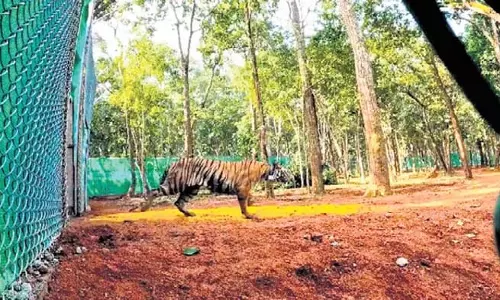 Odisha: जीनत को सिमिलिपाल टाइगर रिजर्व में एक एकड़ जमीन मिली