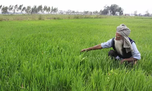 Punjab में धान की कटाई में देरी, DAP की कमी से गेहूं की बुआई प्रभावित