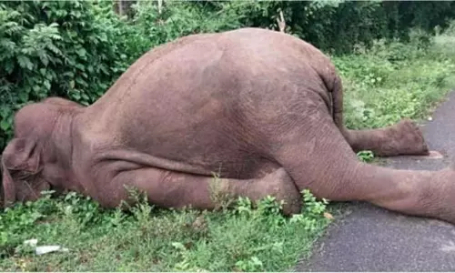 बांधवगढ़ में हाथियों की मौत से किसानों की मुसीबत बढ़ी