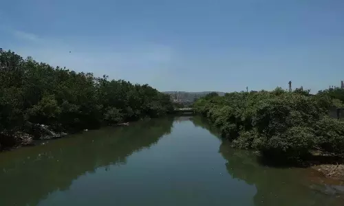 Vizag के विकास के बीच मैंग्रोव वनों में खतरनाक गिरावट Vizag के विकास के बीच मैंग्रोव वनों में खतरनाक गिरावट