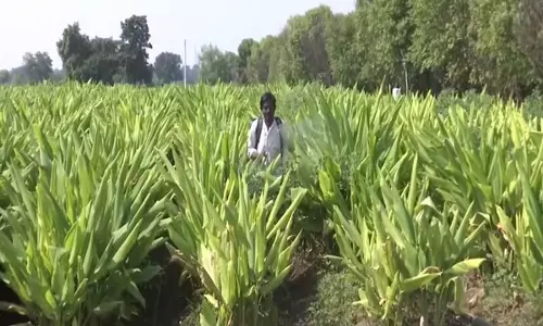 Maharashtra: हिंगोली में हल्दी के किसान कीमतों की अनिश्चितता के बीच संघर्ष कर रहे