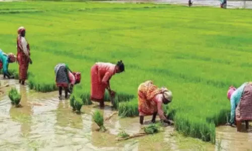 Telangana में 500 रुपये के बोनस की बदौलत बढ़िया चावल उत्पादन में भारी उछाल आया Telangana में 500 रुपये के बोनस की बदौलत बढ़िया चावल उत्पादन में भारी उछाल आया