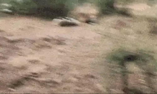 VIRAL VIDEO: जब आपस में भीड़ गई दो बाघिन, फिर जो हुआ...