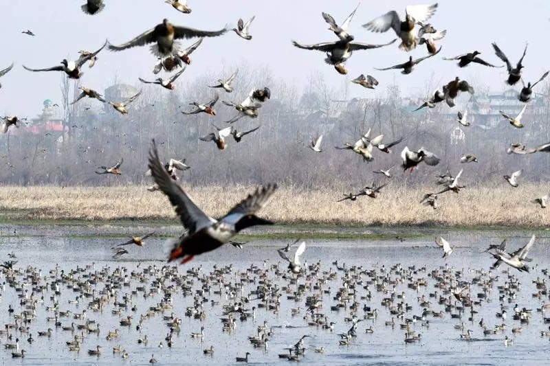 लंबे समय तक सूखे और शुष्क आर्द्रभूमि के कारण Kashmir घाटी में पक्षियों के आगमन में देरी