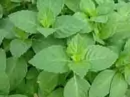 Benefits of Eating Tulsi: रोज सुबह तुलसी के पत्ते खाने से मिलेंगे ये अद्भुत फायदे