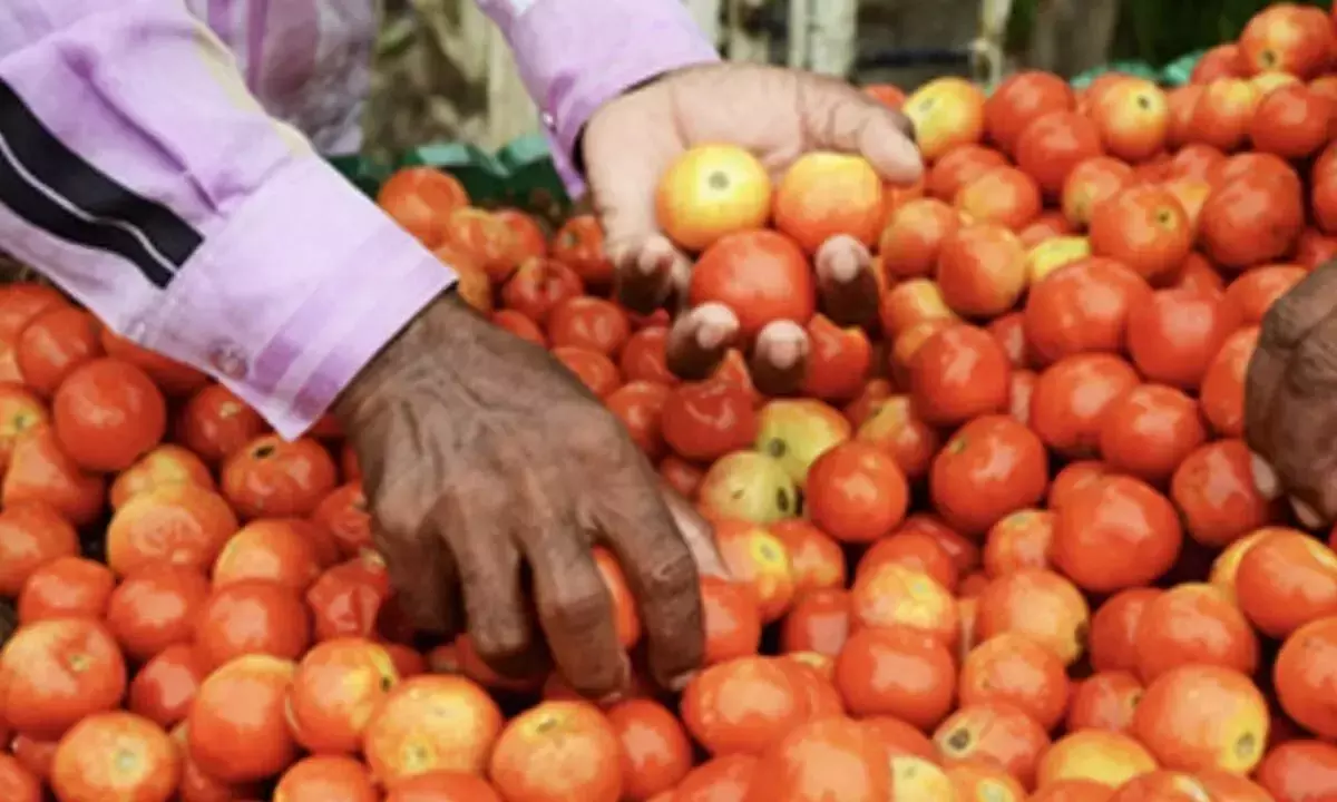 ताजा फसल की आवक बढ़ने से Tomato की कीमतों में 22.5 प्रतिशत की गिरावट