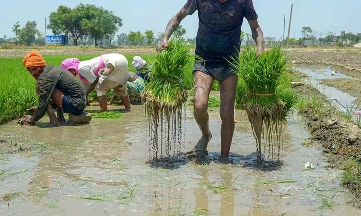 Telangana: तेलंगाना सरकार की बढ़िया धान पर बोनस की घोषणा से खेती को बढ़ावा मिला