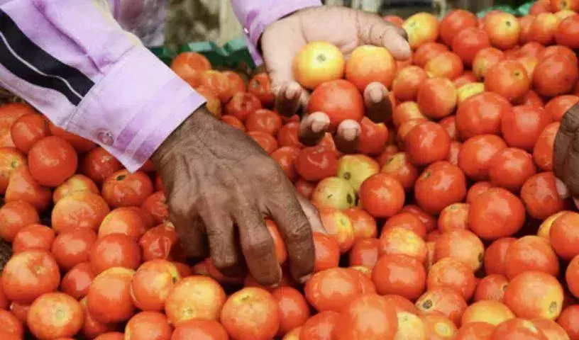 ताजा फसल की आपूर्ति बढ़ने से Tomato की कीमतों में 22 प्रतिशत की गिरावट