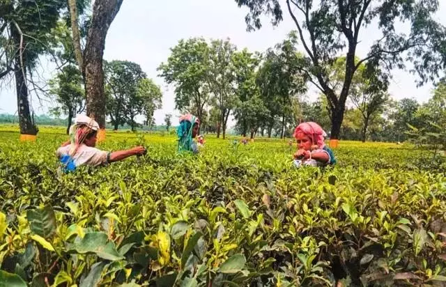 बंद बागानों को पुनः खोलने के लिए West Bengal के नए उपाय