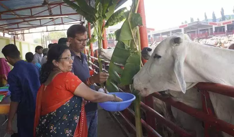 गौशाला Satyam Shivam Sundaram गौ निवास में आयोजित हुआ महा अन्नकूट महोत्सव