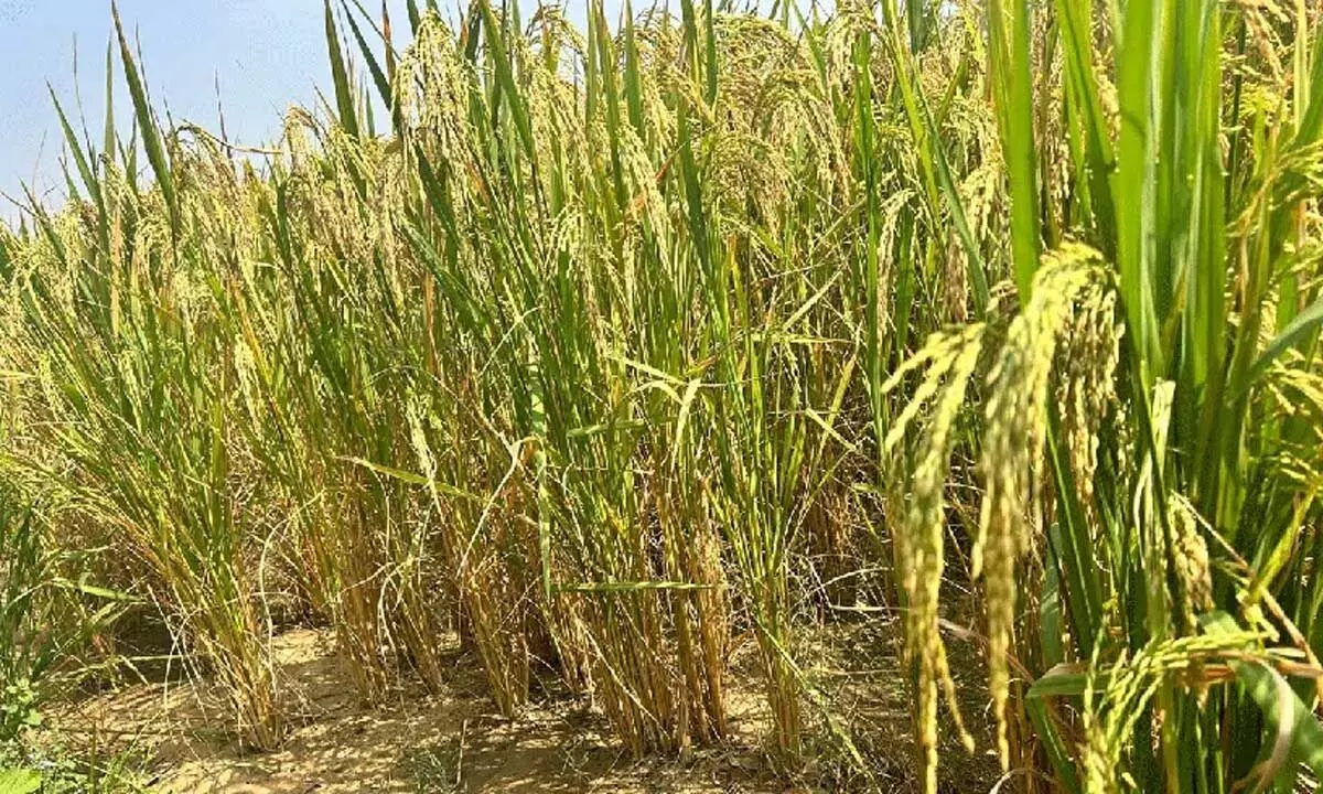 Farmer ने अर्ध-शुष्क फसल के रूप में धान की सफलतापूर्वक खेती की, बम्पर फसल मिलने की संभावना