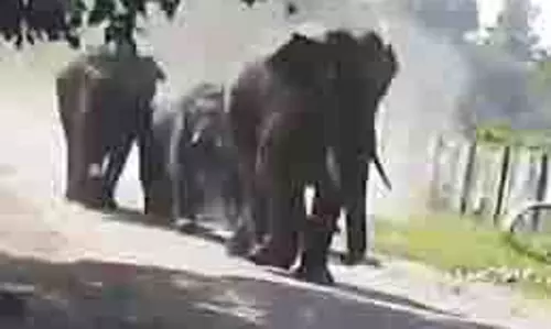 Haridwar: ग्रामीण इलाकों में घुसा हाथियों का झुंड, दहशत में लोग Haridwar: ग्रामीण इलाकों में घुसा हाथियों का झुंड, दहशत में लोग