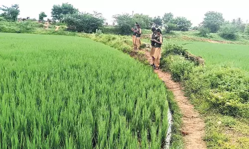 Tamil Nadu: तमिलनाडु के कृषि छात्रों से जुड़े डिजिटल फसल सर्वेक्षण पर रोक