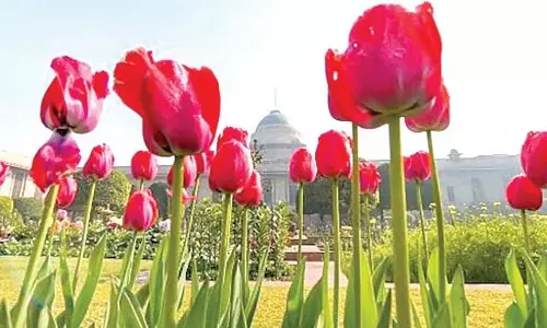 लुटियंस जोन में खिलेंगे छह लाख ट्यूलिप, एनडीएमसी की बड़े पैमाने पर पौधारोपण की योजना लुटियंस जोन में खिलेंगे छह लाख ट्यूलिप, एनडीएमसी की बड़े पैमाने पर पौधारोपण की योजना