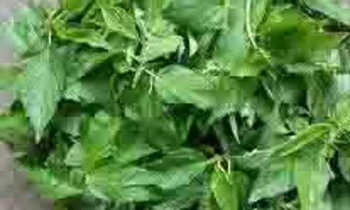Health: गैस और कब्ज को जड़ से खत्म करती है ये सब्जी