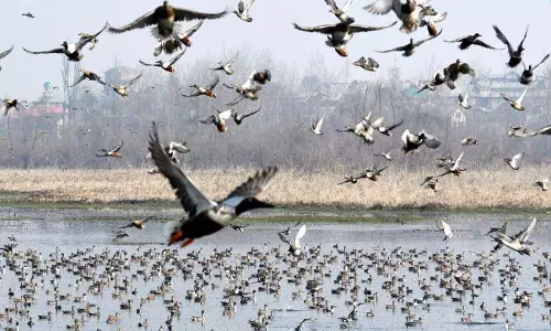लंबे समय तक सूखे और शुष्क आर्द्रभूमि के कारण Kashmir घाटी में पक्षियों के आगमन में देरी लंबे समय तक सूखे और शुष्क आर्द्रभूमि के कारण Kashmir घाटी में पक्षियों के आगमन में देरी