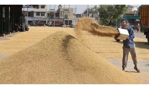 Haryana : हिसार जिले में 60 हजार मीट्रिक टन धान की खरीद Haryana : हिसार जिले में 60 हजार मीट्रिक टन धान की खरीद