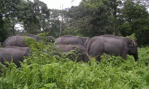 Jalpaiguri में नाले में गिरकर विशालकाय बछड़े की मौत Jalpaiguri में नाले में गिरकर विशालकाय बछड़े की मौत