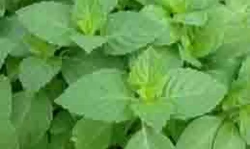Benefits of Eating Tulsi: रोज सुबह तुलसी के पत्ते खाने से मिलेंगे ये अद्भुत फायदे