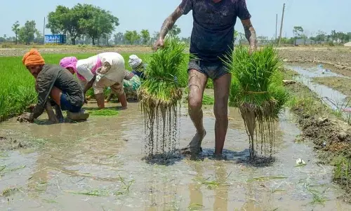TG Govt की बढ़िया धान पर बोनस की घोषणा से खेती को बढ़ावा मिला