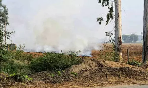Punjab: किसान बत्तखों की तलाश के लिए पुआल जलाने का कार्यक्रम बना रहे