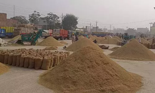 Sangrur की मंडियों में धान की आवक पिछले साल से करीब 20 फीसदी कम