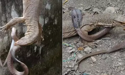 VIDEO: छिपकली ने किया कोबरा पर हमला, फिर जो हुआ...
