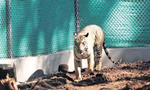 Odisha में बाघिन जीनत ने अपने बाड़े में सुअर का शिकार किया Odisha में बाघिन जीनत ने अपने बाड़े में सुअर का शिकार किया