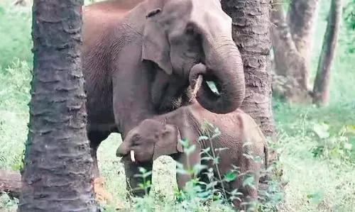 Odisha: हाथियों की पहली शीतकालीन गणना रिपोर्ट 27 नवंबर तक जारी की जाएगी Odisha: हाथियों की पहली शीतकालीन गणना रिपोर्ट 27 नवंबर तक जारी की जाएगी