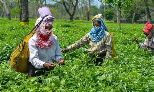 Assam में चाय की बिक्री 2,800 करोड़ रुपये तक पहुंच जाएगी