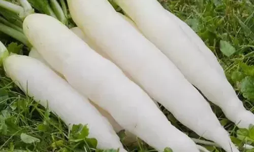 मूली बेचकर मालामाल हो रहे किसान, कमाई 50 हजार से ज्यादा