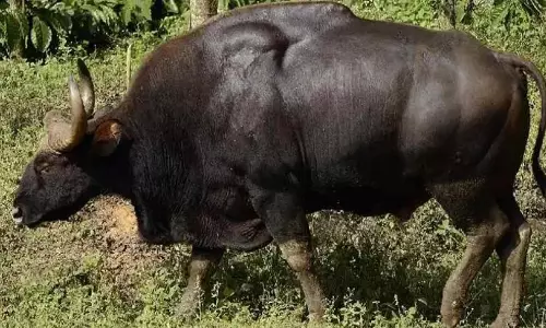Odisha: देबरीगढ़ वन्यजीव अभयारण्य में 659 भारतीय बाइसन गिने गए