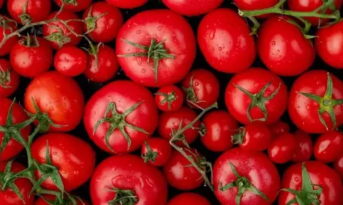 एक महीने में Tomato की कीमतों में 22% की गिरावट- केंद्र एक महीने में Tomato की कीमतों में 22% की गिरावट- केंद्र