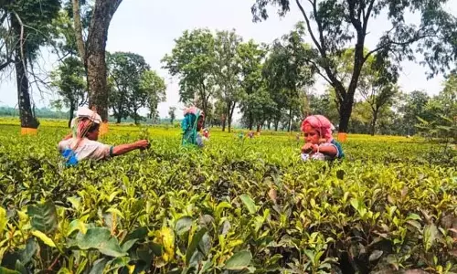 बंद बागानों को पुनः खोलने के लिए West Bengal के नए उपाय बंद बागानों को पुनः खोलने के लिए West Bengal के नए उपाय