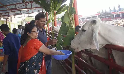 गौशाला Satyam Shivam Sundaram गौ निवास में आयोजित हुआ महा अन्नकूट महोत्सव गौशाला Satyam Shivam Sundaram गौ निवास में आयोजित हुआ महा अन्नकूट महोत्सव