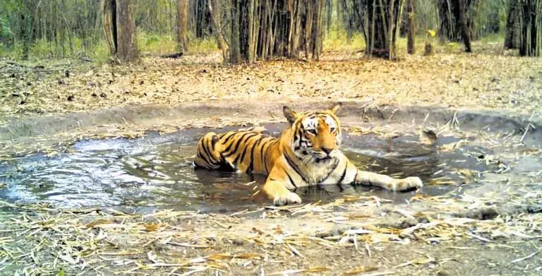 आंध्र प्रदेश के NSTR में बाघों के संरक्षण को बड़ा बढ़ावा