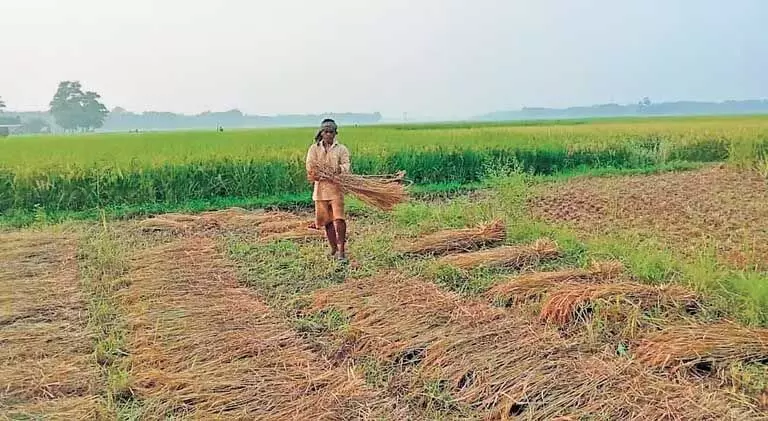 Andhra Pradesh में धान खरीद प्रक्रिया आसान हुई