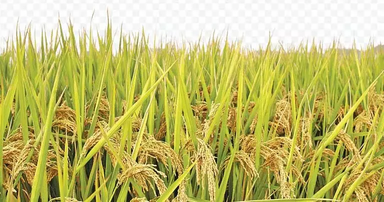 Paddy Glut: किसानों को फसल कटाई के लिए अवकाश लेने को कहा गया