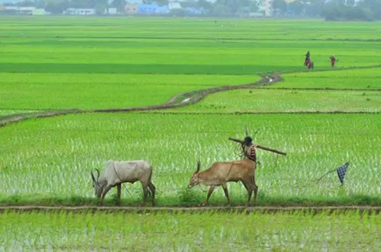 Odisha के किसानों को धान के लिए एकमुश्त 800 रुपये की इनपुट सहायता मिलेगी