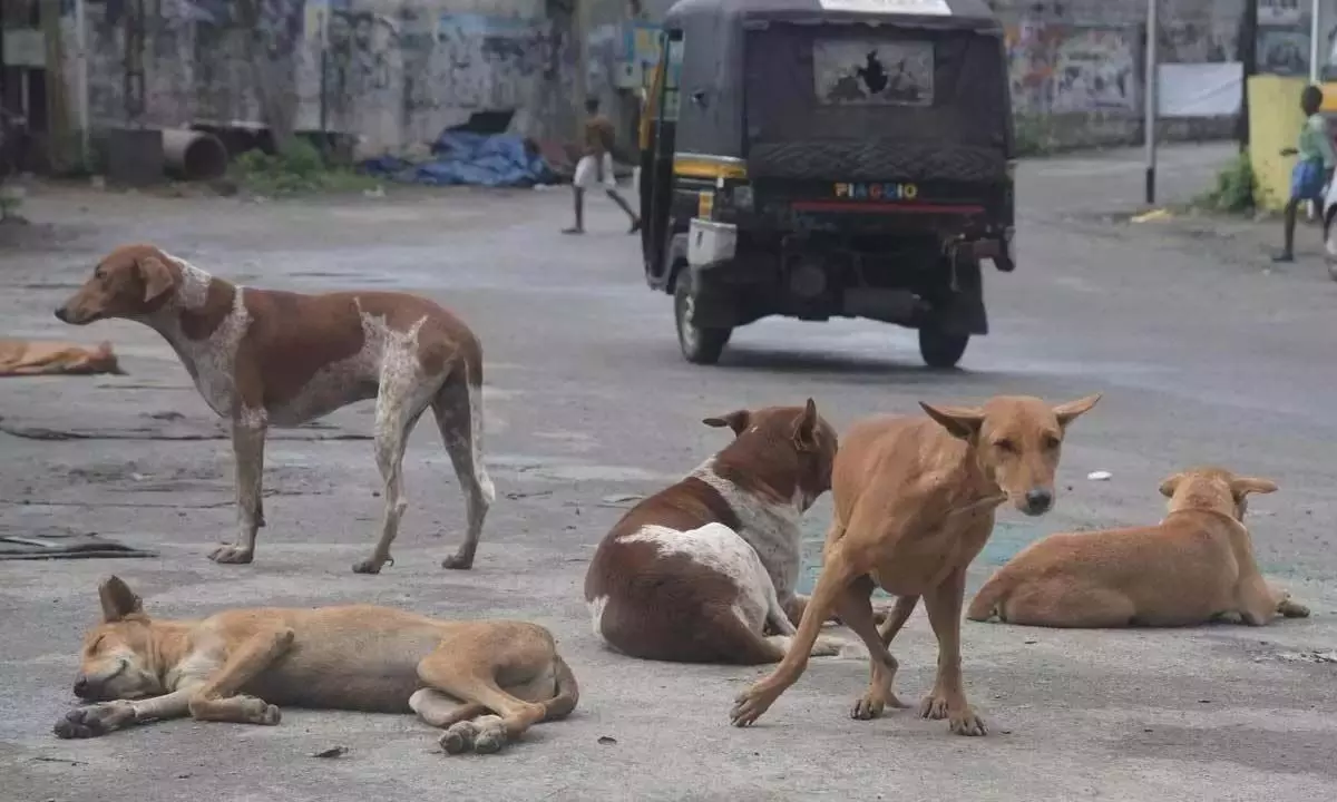 GHMC नींद से जागा, आवारा कुत्तों की समस्या पर काबू पाने के लिए आगे आया