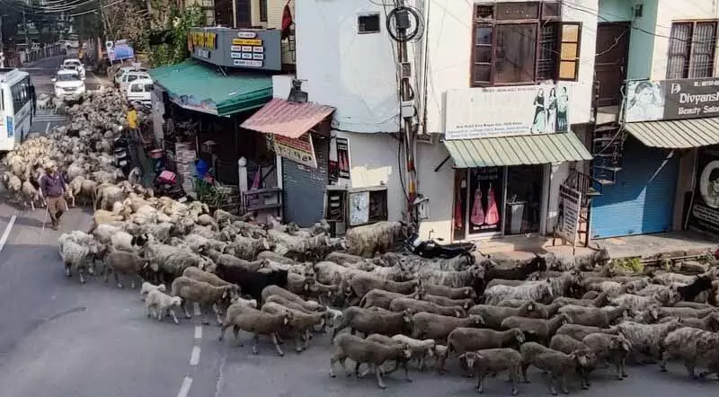 Himachal: मौसमी चरवाहों का प्रवास किसानों और खेतों के लिए वरदान