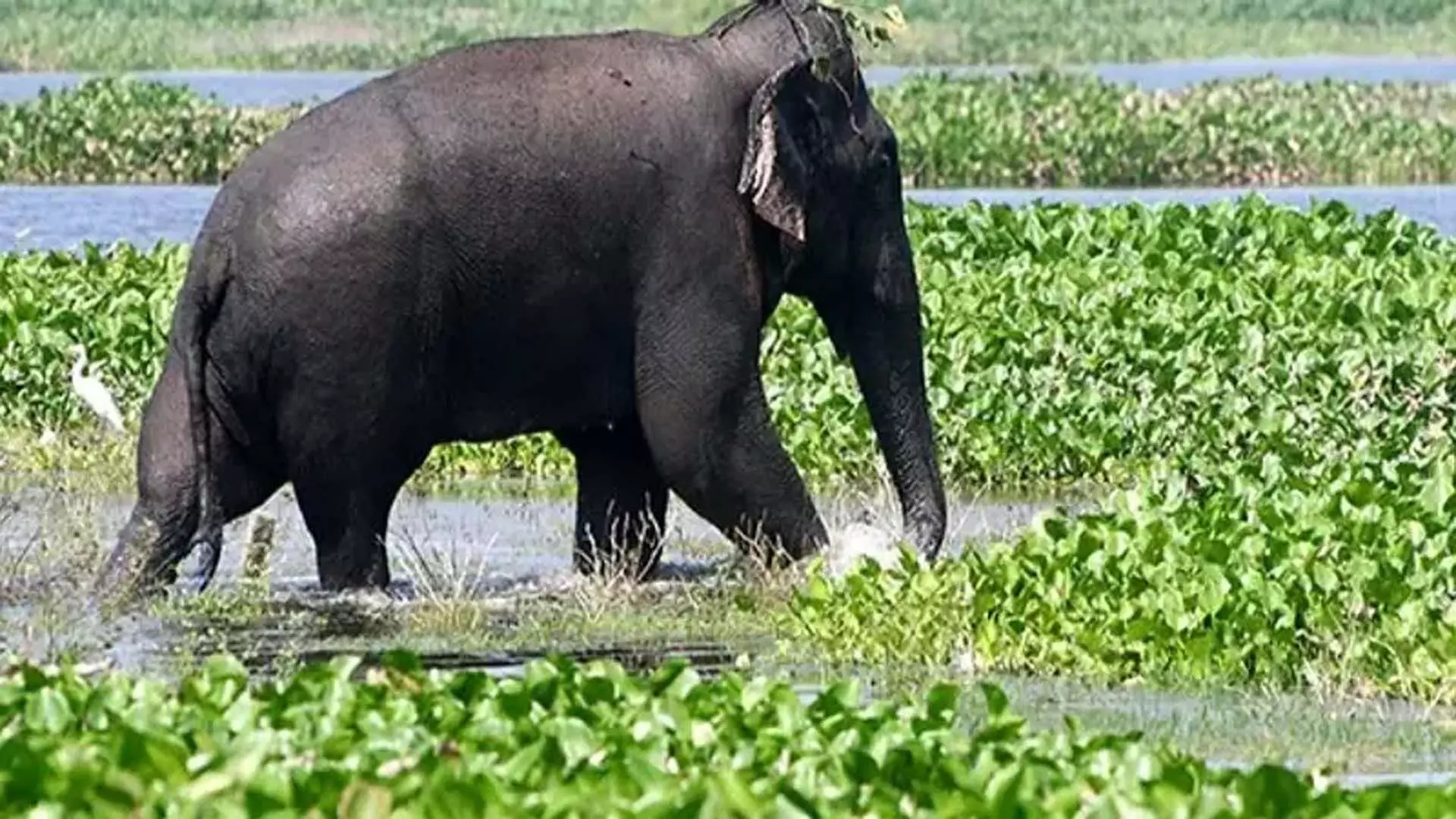 Tamil Nadu: जंगली हाथी ने 55 वर्षीय व्यक्ति को कुचलकर मार डाला