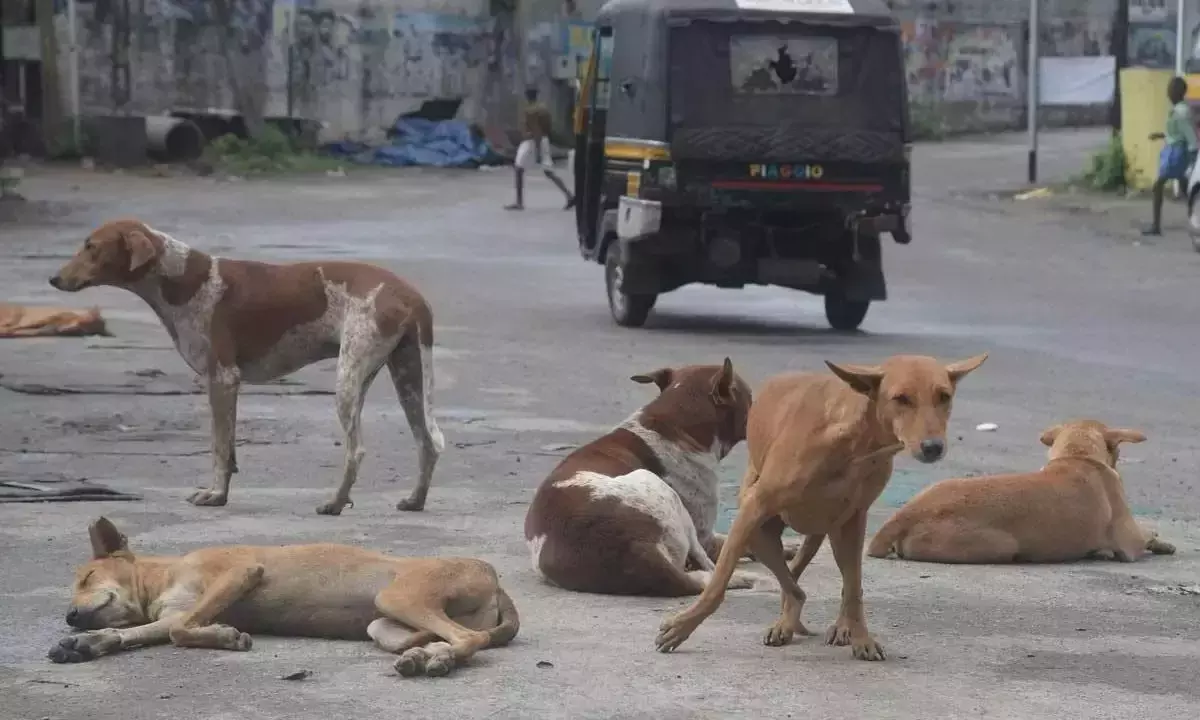 नींद से जागी GHMC, आवारा कुत्तों की समस्या पर काबू पाने के लिए आगे आई