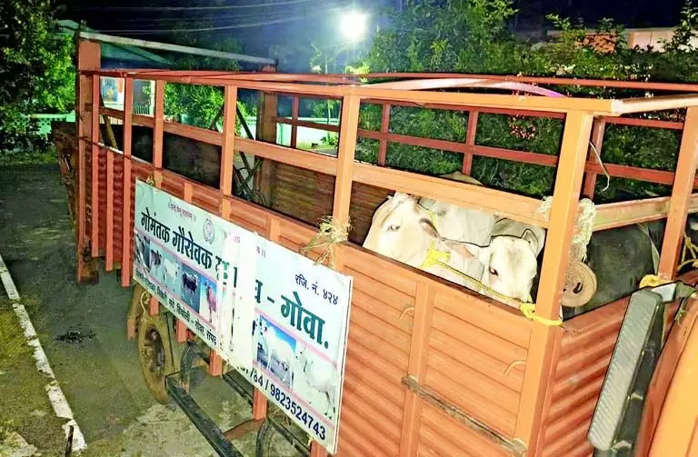 GOA: सड़कों पर आवारा पशु सभी के लिए खतरा