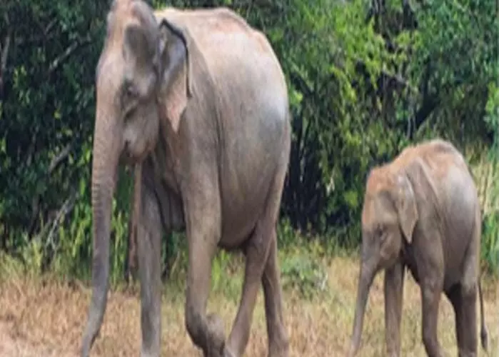 Odisha के संबलपुर में तीन हाथी मृत पाए गए