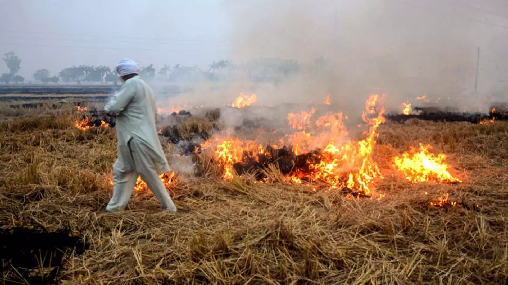 Punjab: खेतों में आग लगने की घटनाएं बढ़ीं, एक दिन में रिकॉर्ड 1,251 मामले सामने आए