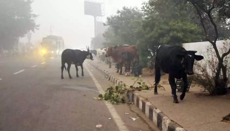 Amritsar: आवारा गायों के खुलेआम घूमने से यात्रियों में रोष