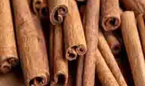 Benefits of cinnamon: दालचीनी के सेवन से सर्दियों में सर्दी-खांसी से पाएं राहत