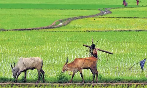 Tamil: तंजावुर में धान बीमा कवरेज में 66 हजार एकड़ की कमी Tamil: तंजावुर में धान बीमा कवरेज में 66 हजार एकड़ की कमी